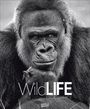 : WildLife 2026, KAL