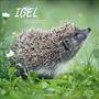 : Igel 2026, KAL