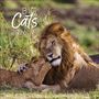 : Big Cats 2026, KAL