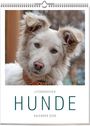 Vivendi Ars: Literarischer Hunde - Kalender 2026, KAL