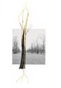 : Giuseppe Penone. Thoughts in the Roots, Buch