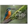 „Real Wildlife 2027“ und „Wildlife-Fotos und Impulse von Johannes Mickenbecker“. Eisvogel auf moosigem Ast.