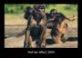 Tobias Becker: Welt der Affen 2023 Fotokalender DIN A3, KAL