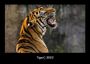 Tobias Becker: Tiger 2023 Fotokalender DIN A3, KAL