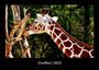Tobias Becker: Giraffen 2023 Fotokalender DIN A3, KAL