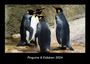 Tobias Becker: Pinguine & Eisbären 2024 Fotokalender DIN A3, KAL