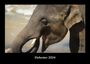 Tobias Becker: Elefanten 2024 Fotokalender DIN A3, KAL