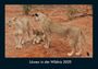 Tobias Becker: Löwen in der Wildnis 2025 Fotokalender DIN A4, KAL