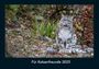 Tobias Becker: Für Katzenfreunde 2025 Fotokalender DIN A4, KAL