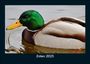 Tobias Becker: Enten 2025 Fotokalender DIN A5, KAL