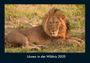 Tobias Becker: Löwen in der Wildnis 2025 Fotokalender DIN A4, KAL