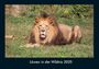 Tobias Becker: Löwen in der Wildnis 2025 Fotokalender DIN A4, KAL