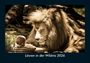 Kevin Heber: Löwen in der Wildnis 2026 Fotokalender DIN A5, KAL