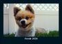 Tobias Becker: Hunde 2026 Fotokalender DIN A5, KAL