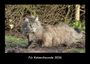 Tobias Becker: Für Katzenfreunde 2026 Fotokalender DIN A3, KAL