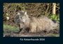Tobias Becker: Für Katzenfreunde 2026 Fotokalender DIN A4, KAL