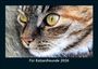 Tobias Becker: Für Katzenfreunde 2026 Fotokalender DIN A5, KAL