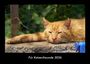 Tobias Becker: Für Katzenfreunde 2026 Fotokalender DIN A3, KAL