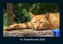 Tobias Becker: Für Katzenfreunde 2026 Fotokalender DIN A4, KAL