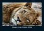 Tobias Becker: Löwen in der Wildnis 2026 Fotokalender DIN A5, KAL