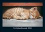Tobias Becker: Für Katzenfreunde 2026 Fotokalender DIN A5, KAL