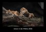 Tobias Becker: Löwen in der Wildnis 2026 Fotokalender DIN A3, KAL