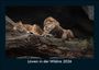 Tobias Becker: Löwen in der Wildnis 2026 Fotokalender DIN A5, KAL