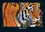 Tobias Becker: Tiger 2026 Fotokalender DIN A5, KAL