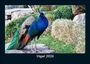 Tobias Becker: Vögel 2026 Fotokalender DIN A5, KAL