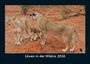 Tobias Becker: Löwen in der Wildnis 2026 Fotokalender DIN A5, KAL