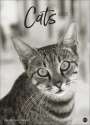 : Cats Edition Kalender 2025, KAL