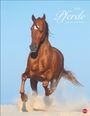 : Pferde Classics Posterkalender 2025, KAL