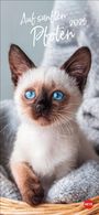 : Katzen slim - Auf sanften Pfoten Kalender 2025, KAL