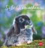 : Süße Kaninchen Postkartenkalender 2025, KAL