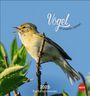 : Vögel in unseren Gärten Postkartenkalender 2025, KAL