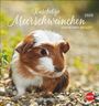 : Kuschelige Meerschweinchen Postkartenkalender 2026, KAL