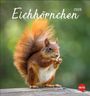 : Eichhörnchen Postkartenkalender 2026, KAL