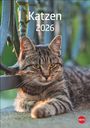 : Katzen Kalender 2026, KAL