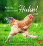 : Hühner Postkartenkalender 2026 - Ach, du verrücktes Huhn!, KAL