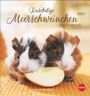 "Kuschelige Meerschweinchen 2027 von Oliver Giel. Postkartenkalender". Zwei Meerschweinchen teilen sich ein Apfelstück.