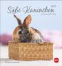"Süße Kaninchen 2027 von Oliver Giel. Postkartenkalender. Ein Kaninchen sitzt in einem geflochtenen Korb. Heye-Logo."