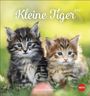 Katzen Postkartenkalender Kleine Tiger 2027, KAL