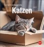"Tierisch entspannte Katzen 2027. Postkartenkalender." Eine graue Katze schläft entspannt in einem Pappkarton.