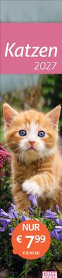 Text: "Katzen 2027", "NUR € 7,99", "€ 8,50 (A)". Ein junges, orange-weißes Kätzchen sitzt zwischen lila Blumen.