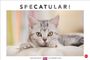 "SPECATULAR!" und "Der Whiskas® Kalender 2027". Eine grau-weiße Katze schaut aufmerksam nach vorne.