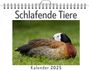 Max Schäfer: Schlafende Tiere - (Wandkalender 2025, Kalender DIN A4 quer, Monatskalender im Querformat mit Kalendarium, das perfekte Geschenk), KAL