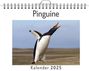 Anna Meyer: Pinguine - (Wandkalender 2025, Kalender DIN A4 quer, Monatskalender im Querformat mit Kalendarium, das perfekte Geschenk), KAL