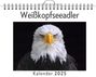 Emilia Peters: Weißkopfseeadler, KAL