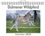 Amelia Bauer: Dülmener Wildpferd, KAL