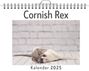 Ella Richter: Cornish Rex, KAL